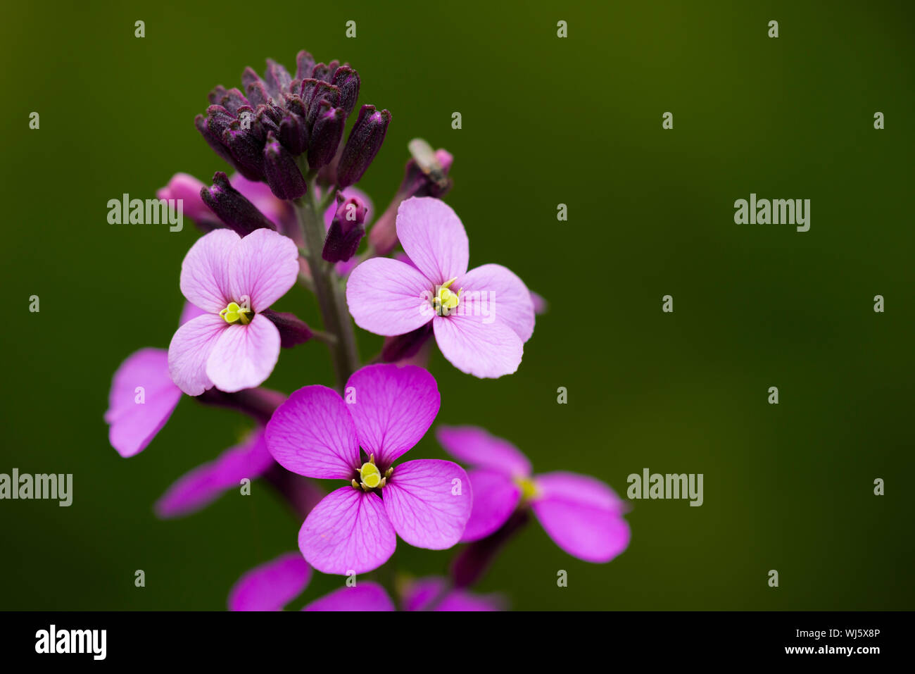 Close-up of Erysimum Bowles Mauve (Erysimum linifolium glaucum) flowers. Stock Photo