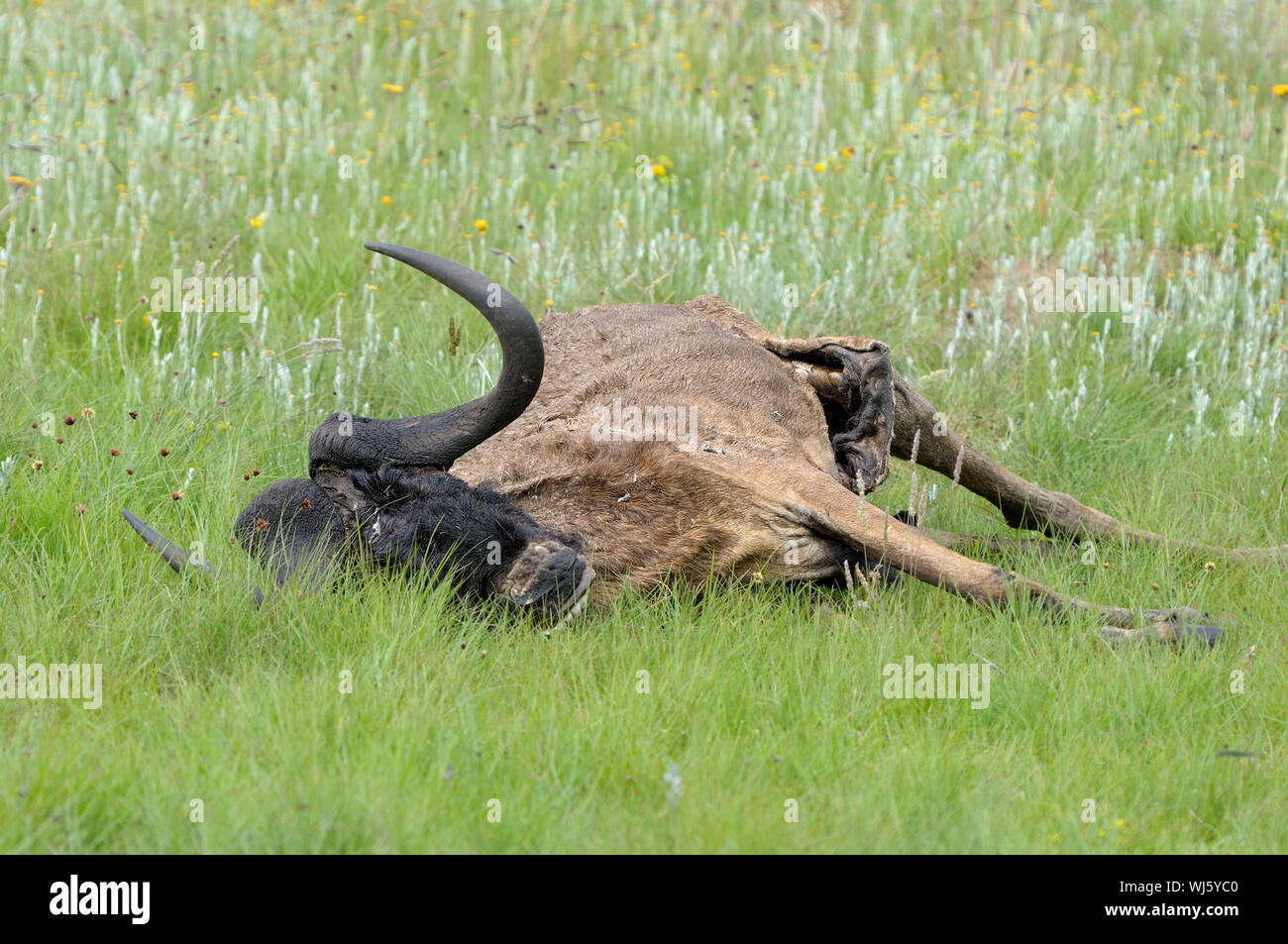 Skeleton and hide of a black wildebeest in the Golden Gate Highlands National  Park, South Africa Stock Photo - Alamy