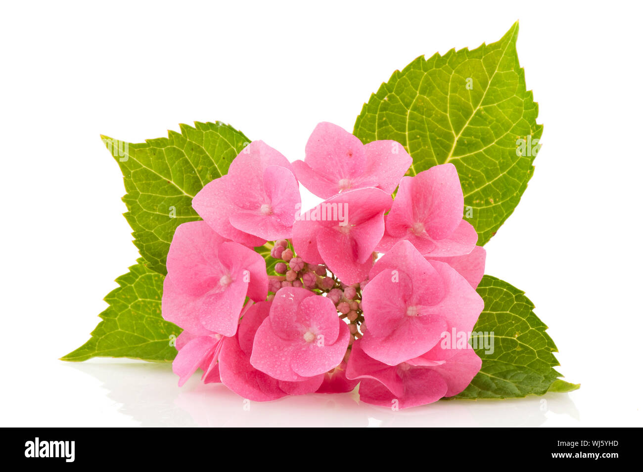 Hydrangea Aspera Stock Photos Hydrangea Aspera Stock Images
