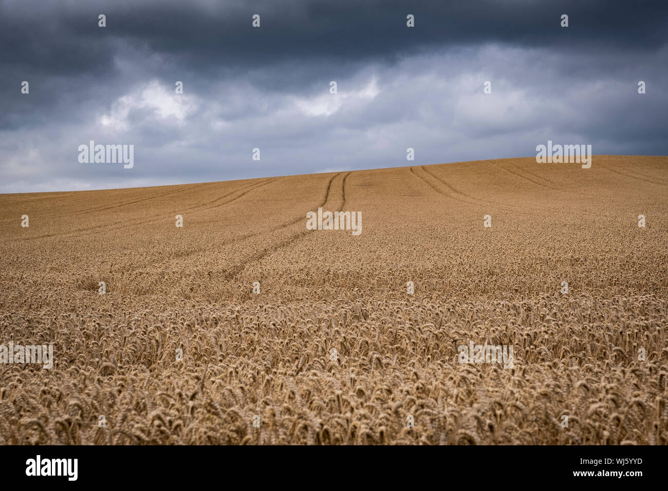 Cornfield on Cleveland Way, near to Port Mulgrave and Staithes, North Yorkshire, UK Stock Photo