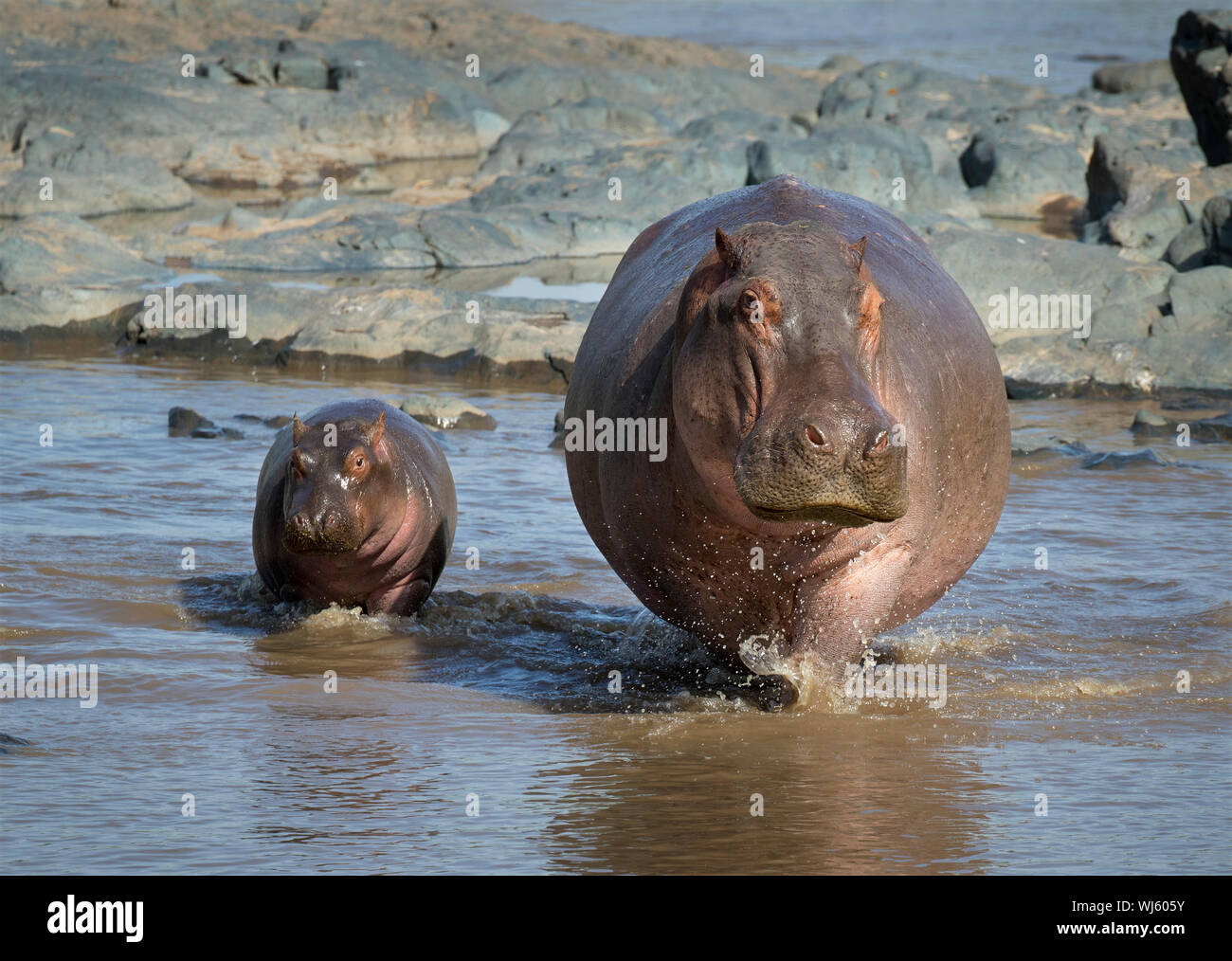 Hippopotamus (Hippopotamus amphibius) mother and young, Serengeti National Park, Tanzania. Stock Photo