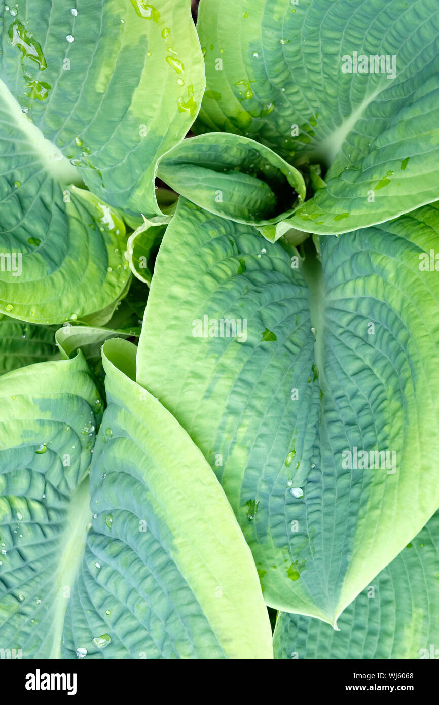 Close-up of blue-green foliage, leaves of Hosta sieboldiana Frances Williams, plantain lily Frances Williams, plantain lily Frances Williams Stock Photo