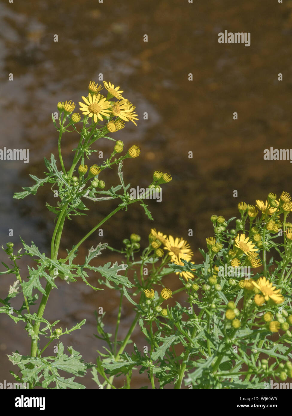 Yellow flowers of Common Ragwort / Jacobaea vulgaris of Asteraceae family growing by river. An injurious troublesome agricultural weed under Weeds Act Stock Photo