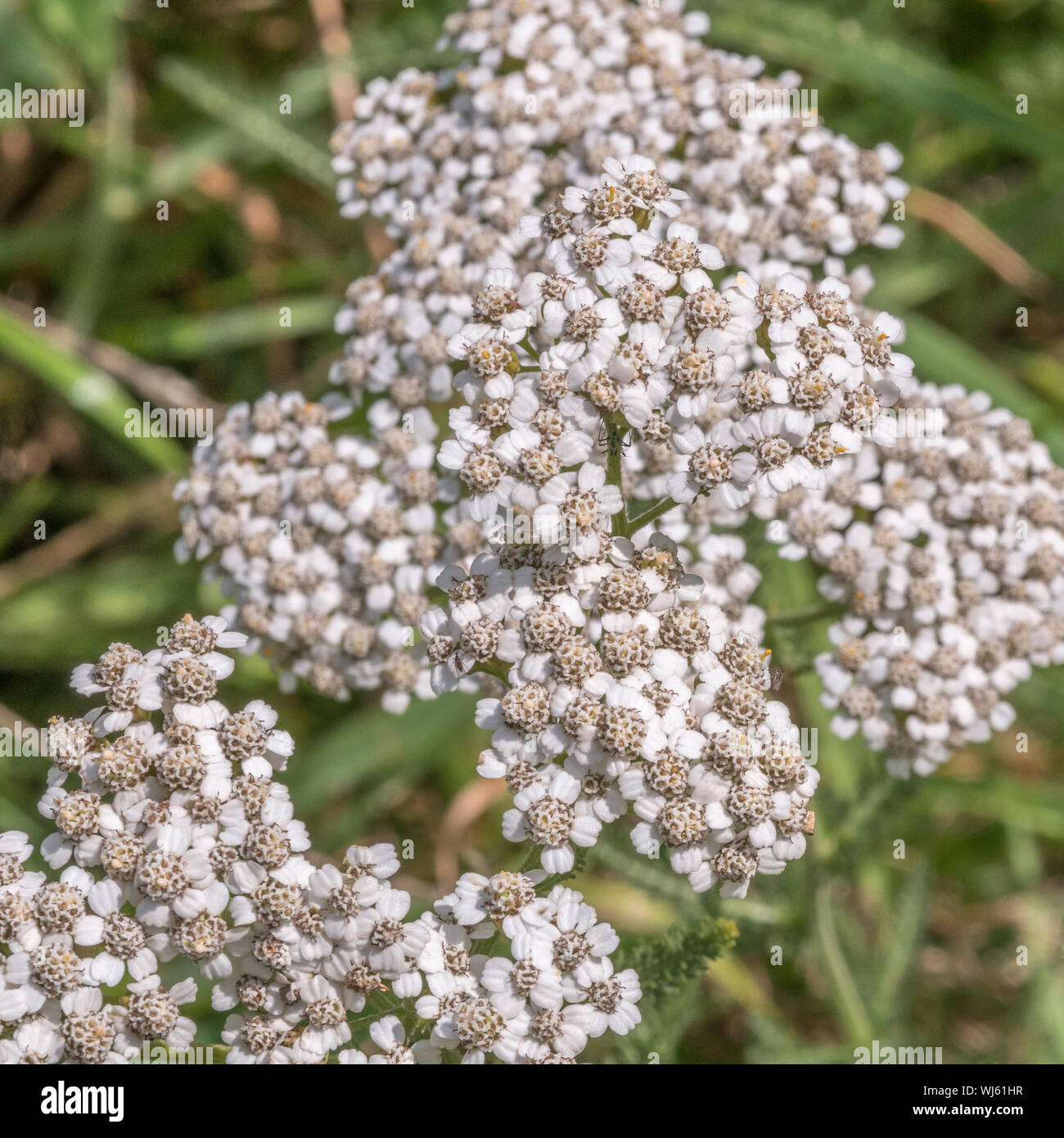 Yarrow / Achillea millefolium top with developed flower buds (June). Also called Milfoil, the plant was used as a medicinal plant in herbal remedies. Stock Photo
