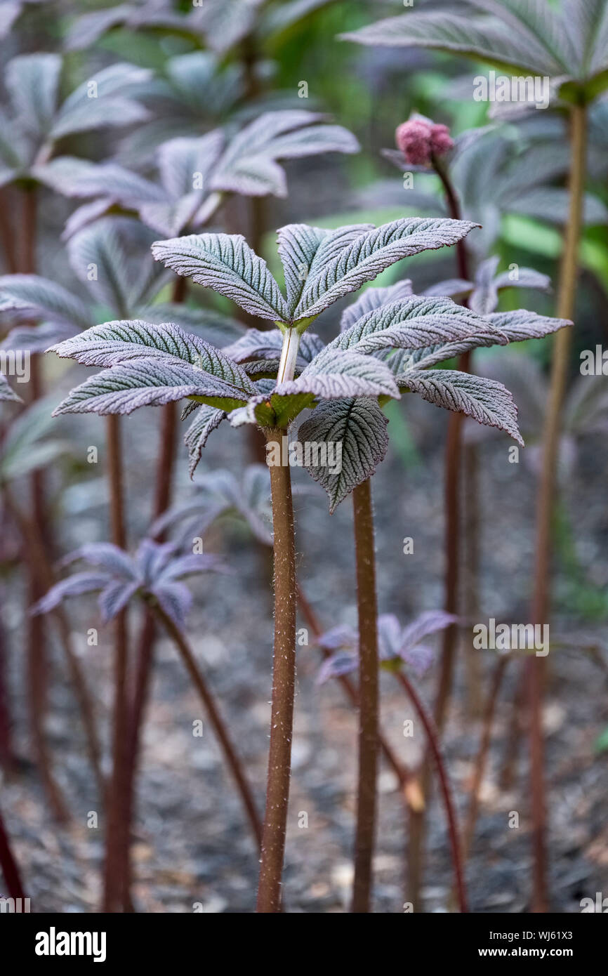 Young chocolate-tinged, bronze-green foliage of Rodgersia pinnata 'Chocolate wing',  Chinese Rodgersia pinnata "Chocolate Wing' in spring Stock Photo