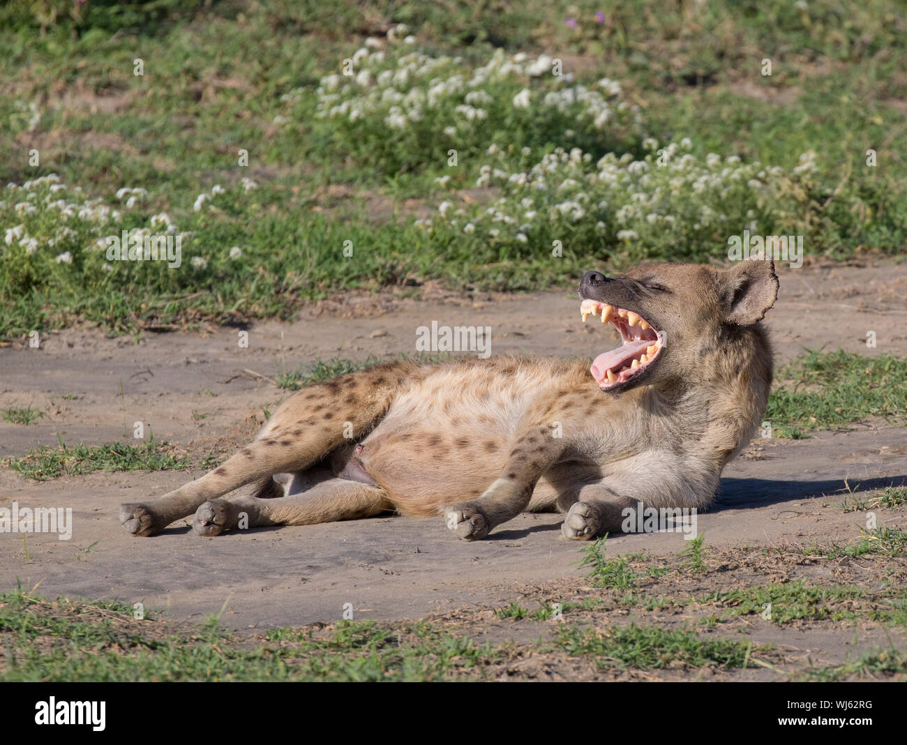 Striped Hyena (Hyaena hyaena) yawning, Ndutu, Ngorongoro Conservation