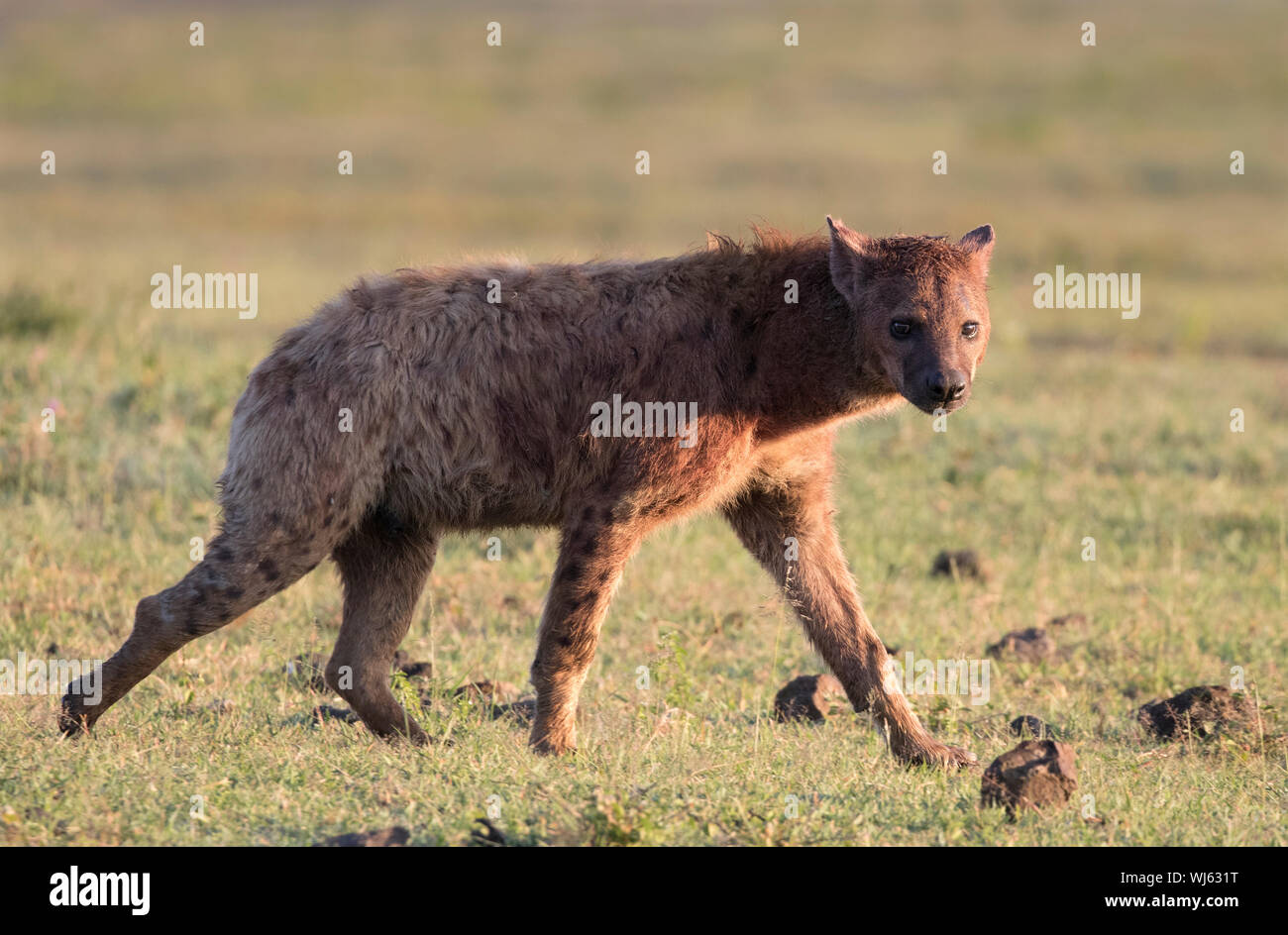 Striped Hyena (Hyaena hyaena) Ngorongoro crater, southern Serengeti, Tanzania. Stock Photo