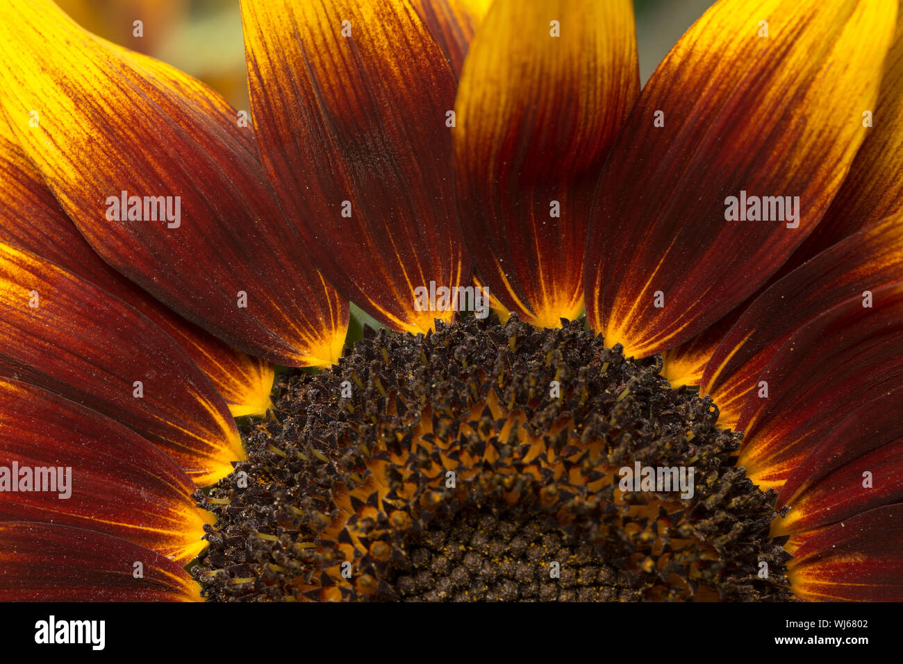 Fibonacci sequence in nature hi-res stock photography and images - Alamy