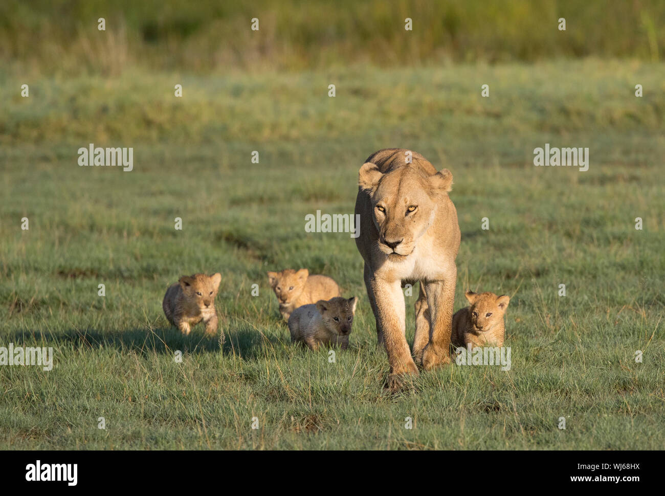 African Lion (Panthera leo) mother and young, Ndutu, Ngorongoro Conservation Area, southern Serengeti, Tanzania. Stock Photo