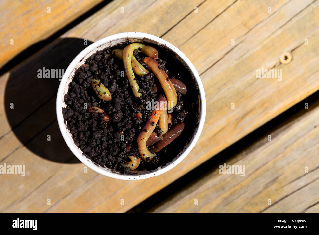 Nightcrawlers dyed green in a foam container with compost on a wood deck. Stock Photo