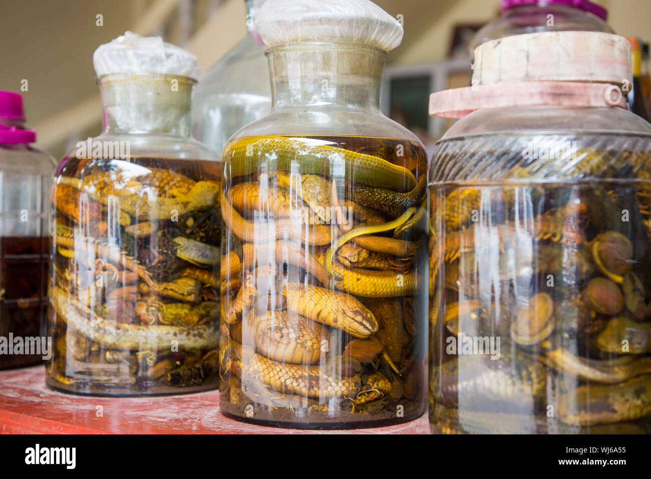 Snake In Jar High Resolution Stock Photography and Images Alamy