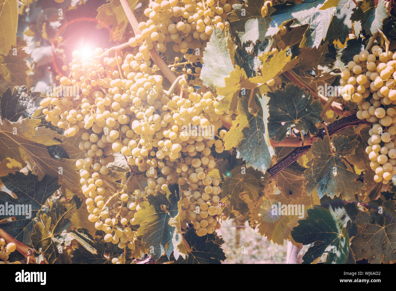 Grape harvest in Umbria, Italy. Vineyard with ripe grape branches and