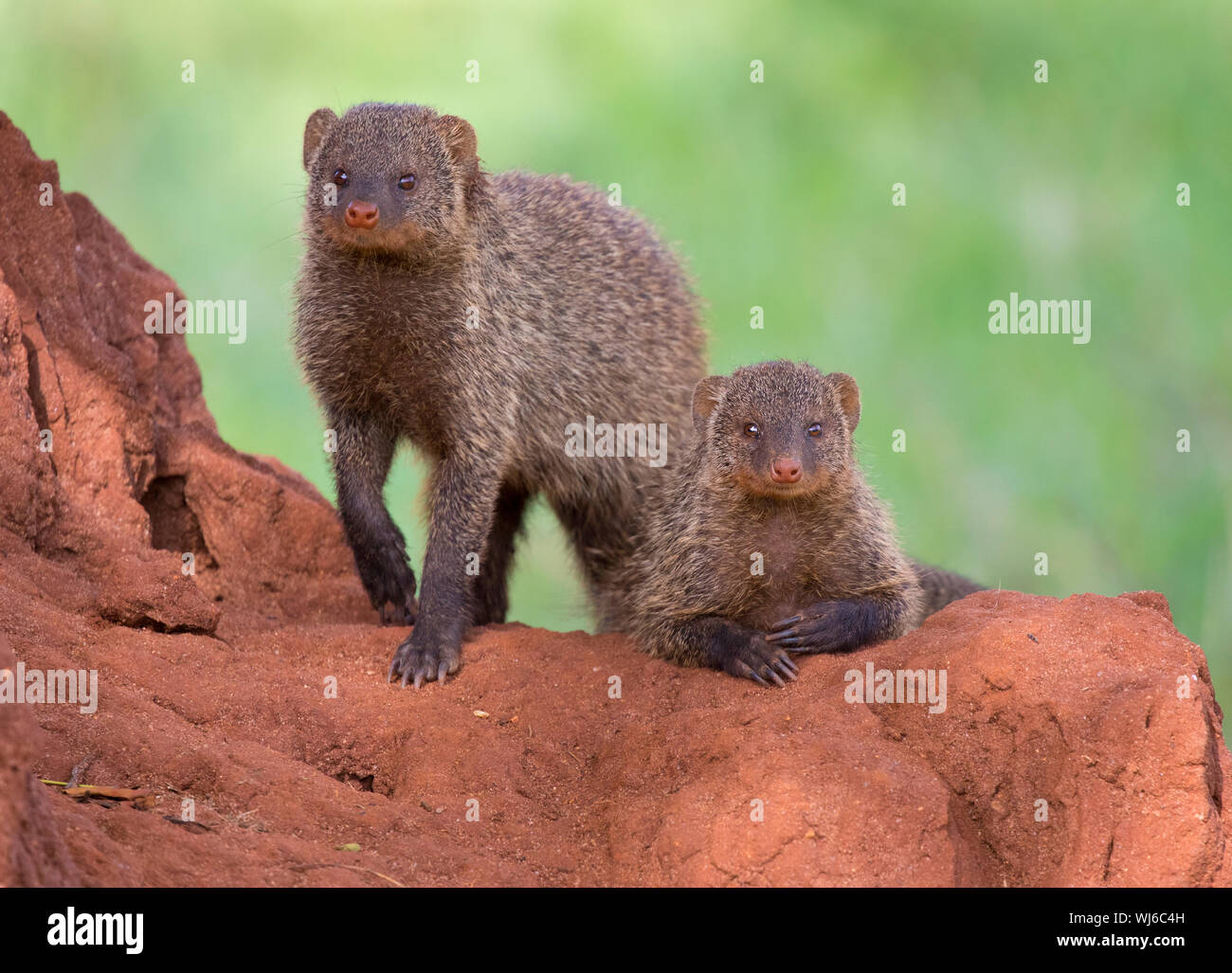 Banded Mongoose (Mungos mungo) Tarangire National Park, Tanzania. Stock Photo