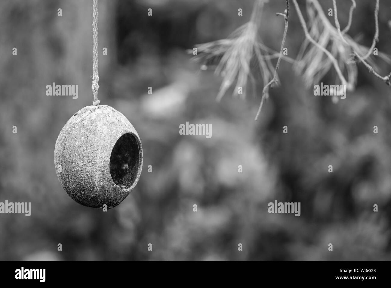 Hanging birds nest hires stock photography and images Alamy
