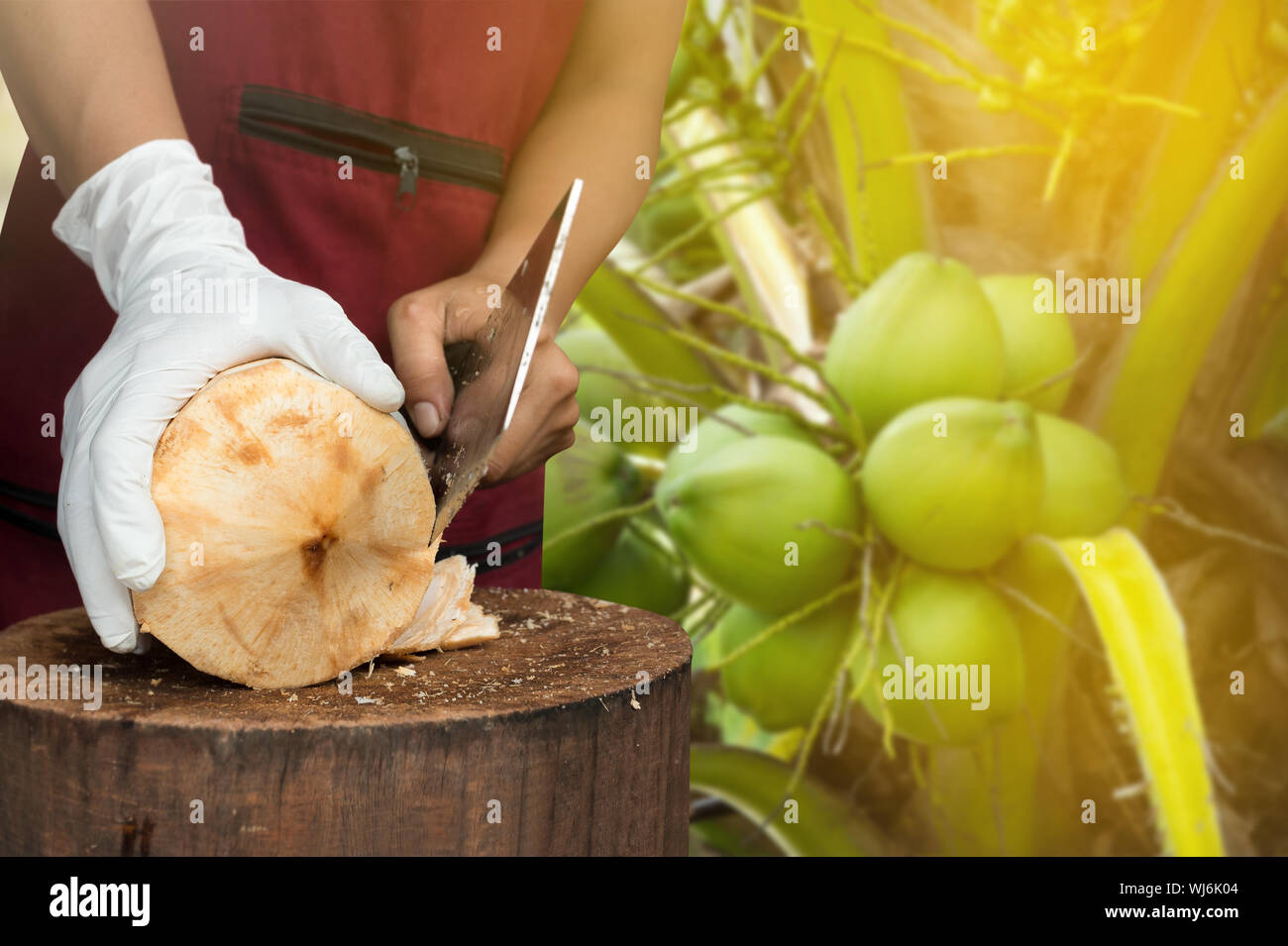 Coconut tree cutting hires stock photography and images Alamy