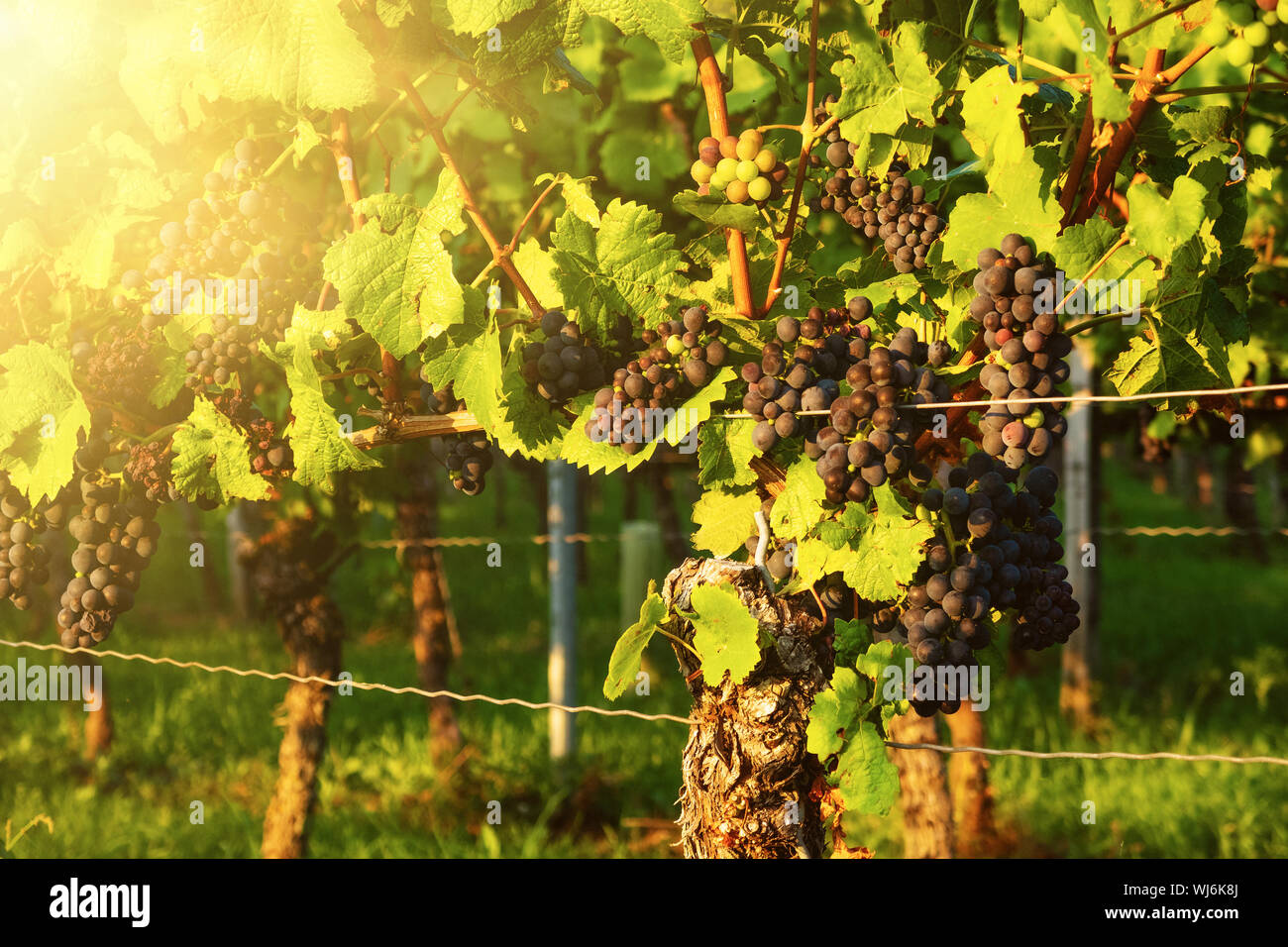 vine plant and ripe wine grapes in vineyard on sunny day Stock Photo