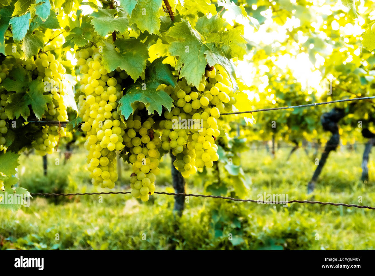 vine plant and ripe white wine grapes in vineyard on sunny day Stock Photo