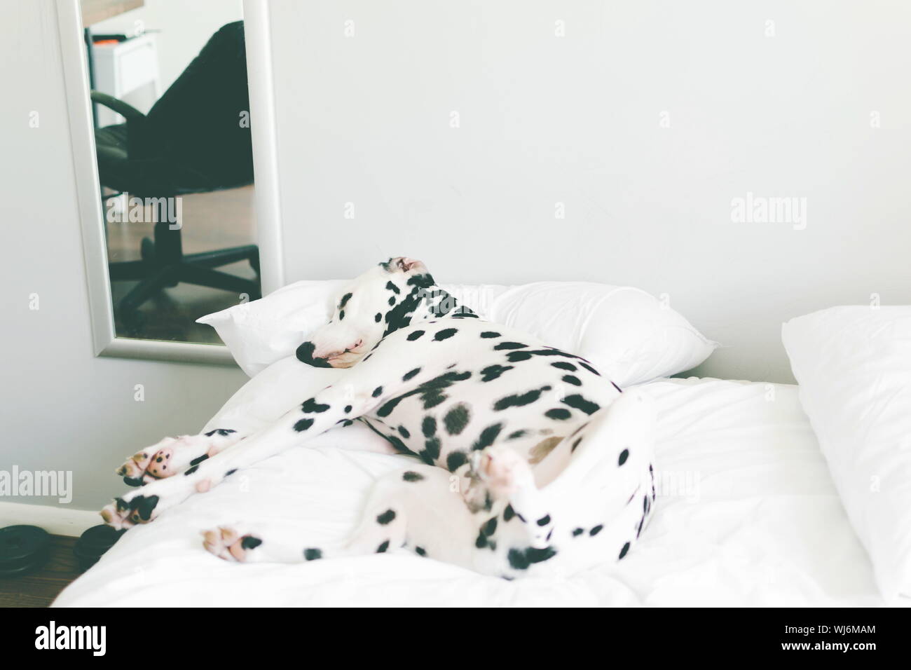 Dalmatian dog lying on hires stock photography and images Alamy