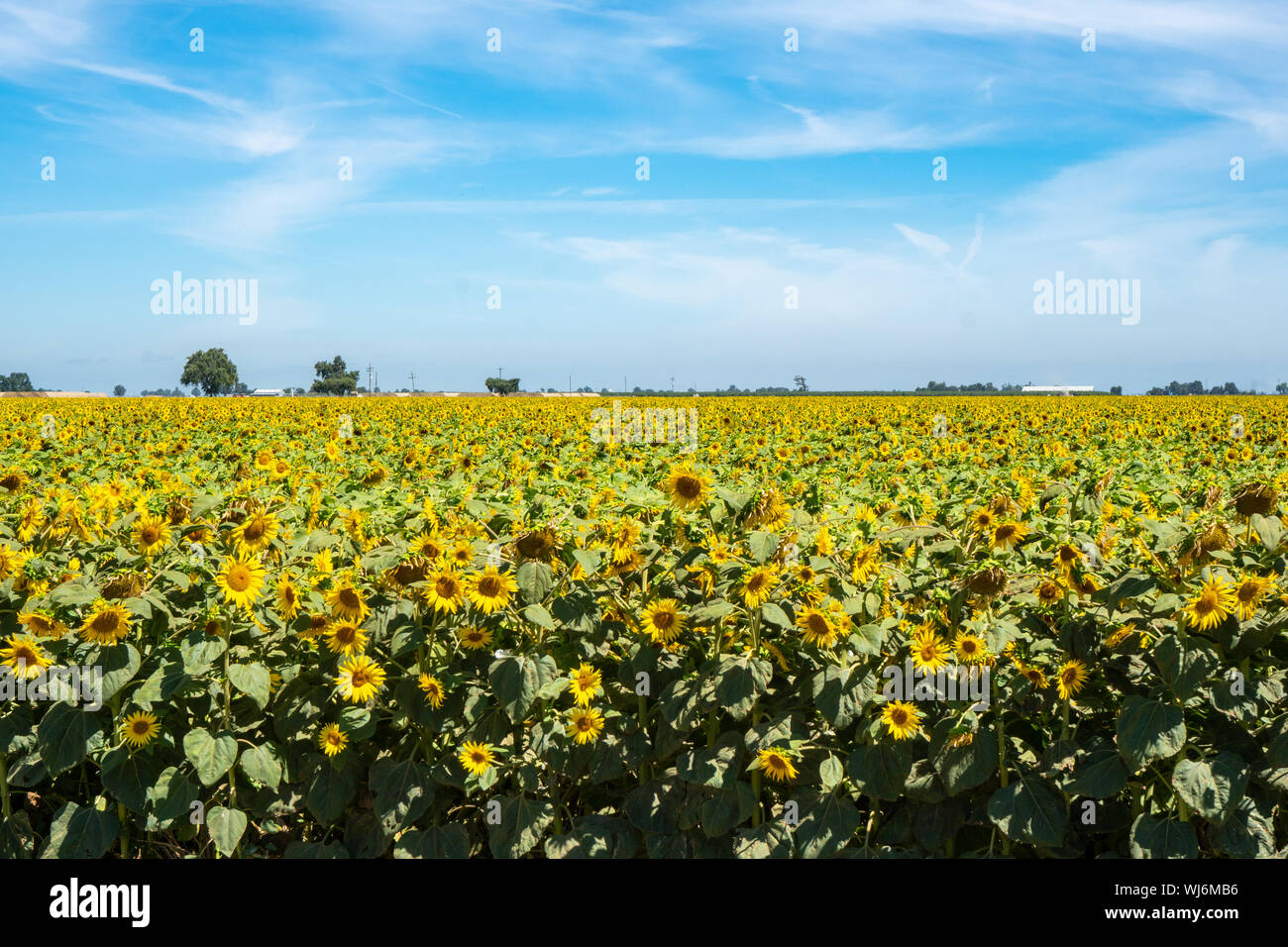 Beautiful sunflower field in central California Stock Photo - Alamy