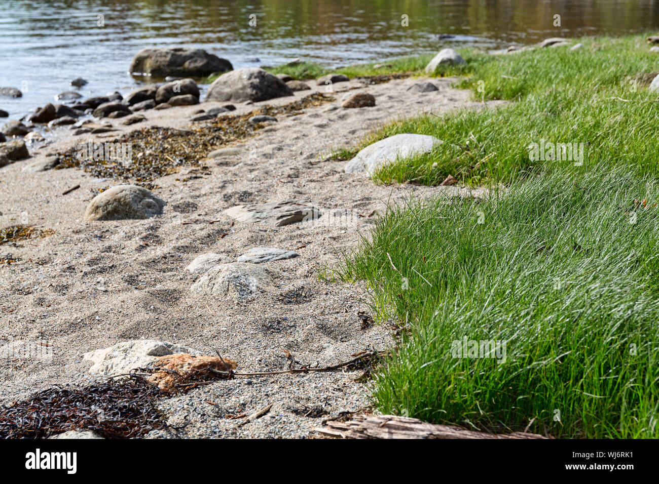 Dried seaweed on beach hires stock photography and images Alamy