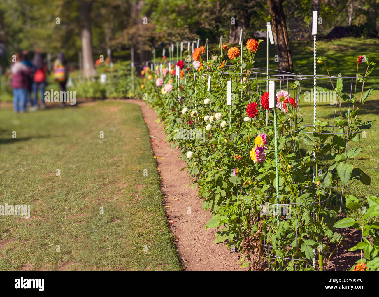 People visiting a dahlia display garden in the Halifax Public Gardens