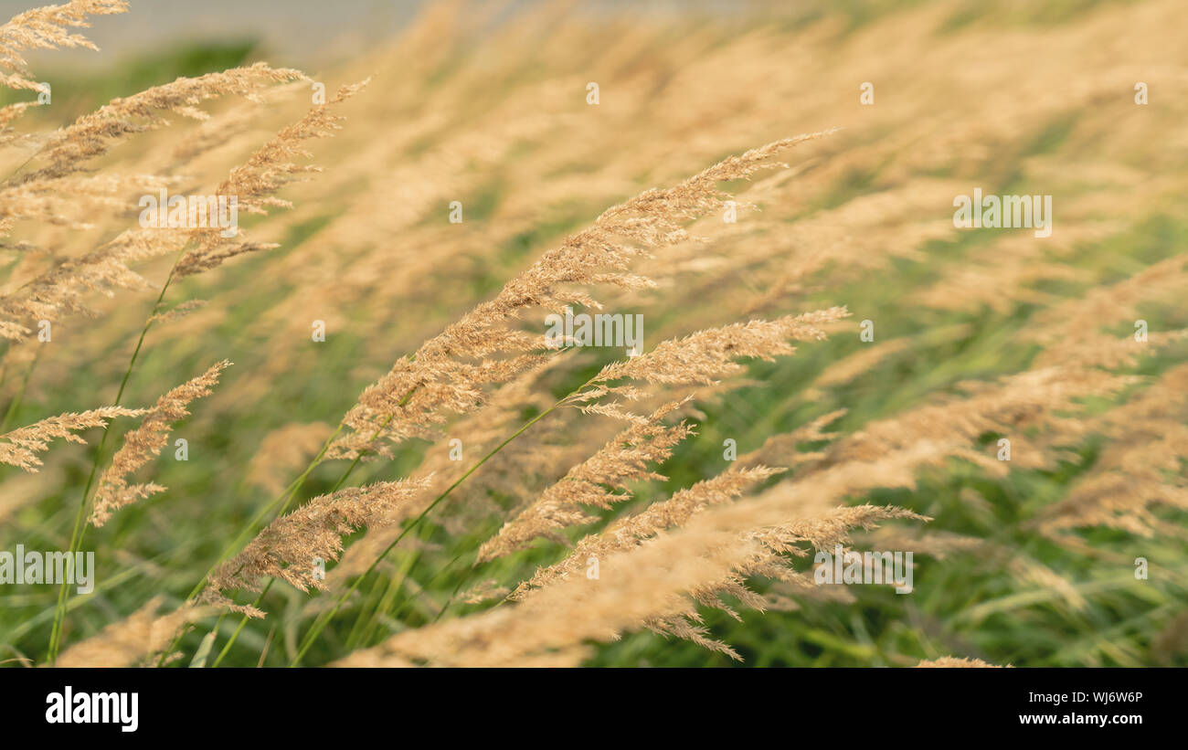 Golden seed heads of ornamental grass Stock Photo