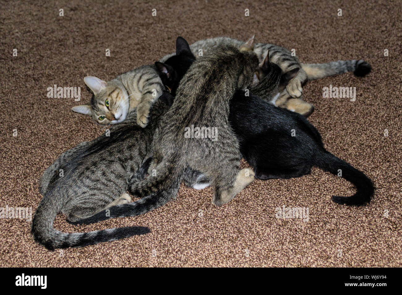 Cute little kittens breastfeeding mom cat at the home Stock Photo