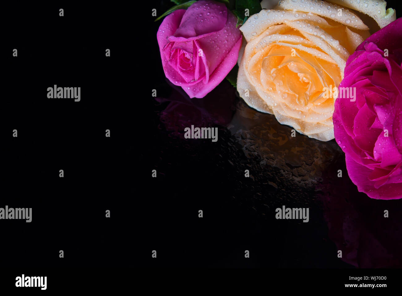 Three roses on a black mirrored table in drops of water. Red, yellow ...