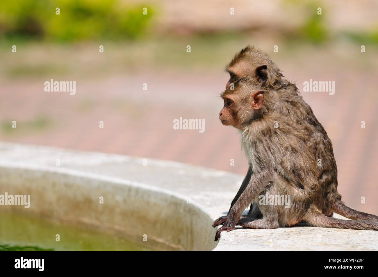 Monkey sitting bird hi-res stock photography and images - Alamy