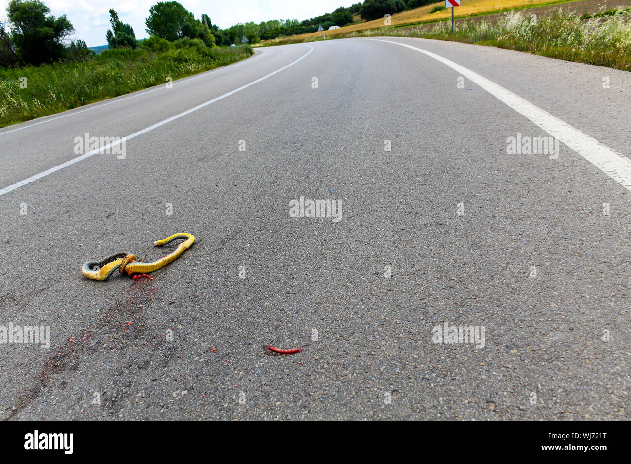 A dead snake crushed on asphalt road Stock Photo