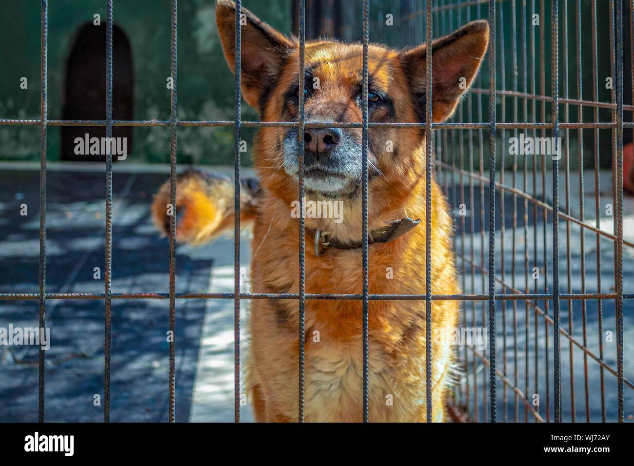 Puppy looking through fence hires stock photography and images Alamy