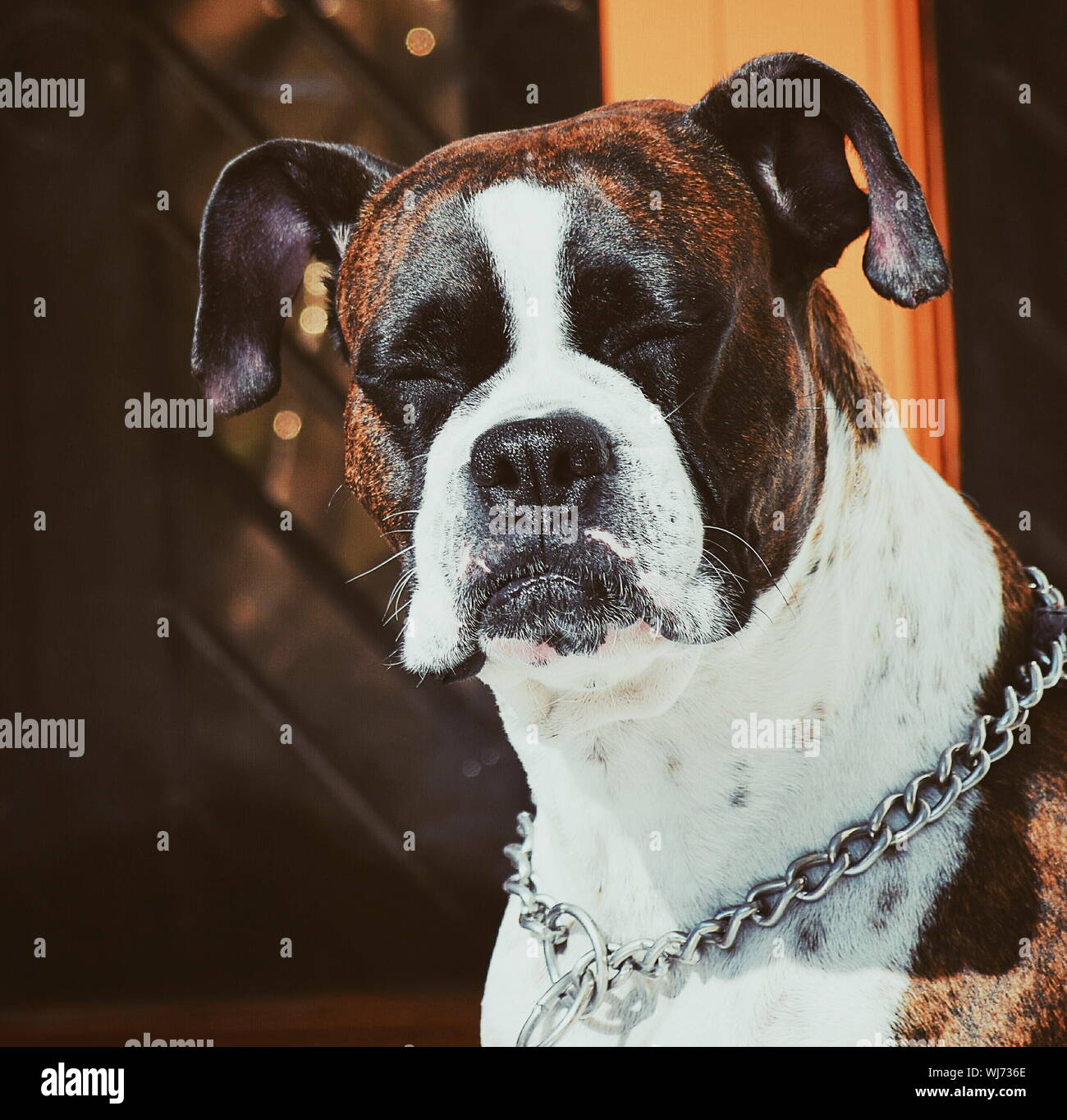 Boxer dog eyes hi-res stock photography and images - Alamy