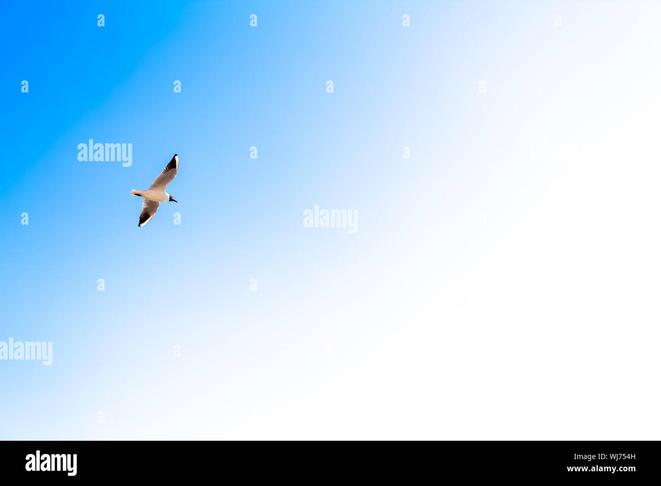(UÇANKUŞ)   A bird flying with wings in the sky – backround Stock Photo