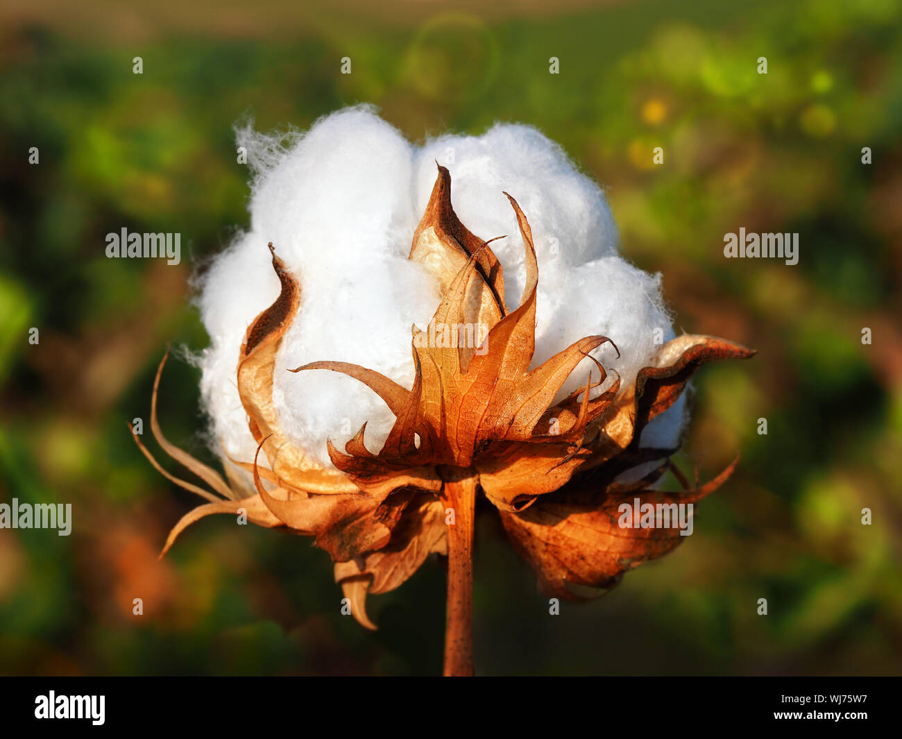 Ripe white cotton flower on a blurred background. White Fluffy Cotton and Fire Leaves. Stock Photo