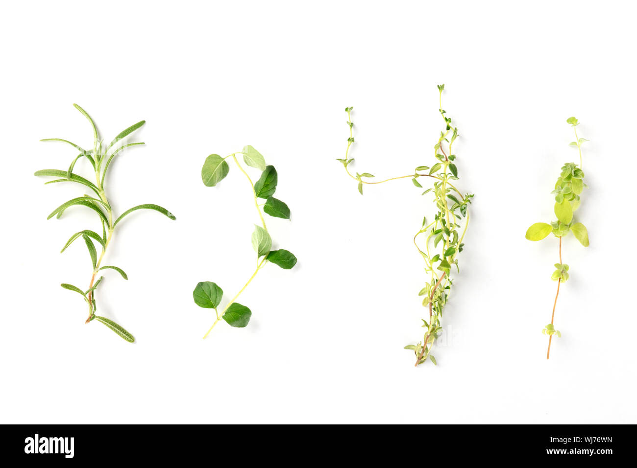 The herbs of Provence. Rosemary, oregano, thyme, and marjoram, shot