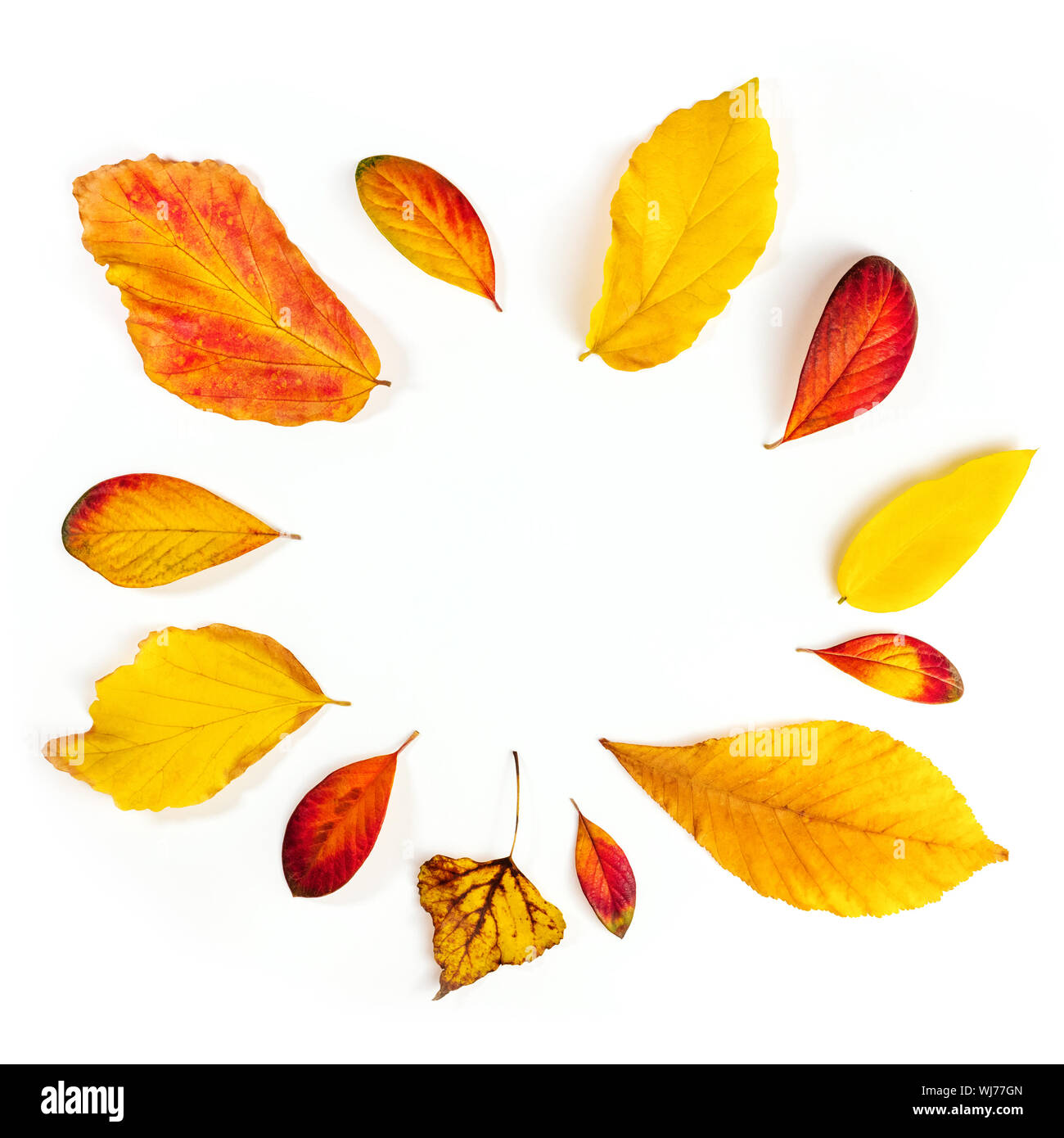 Autumn Frame Vibrant Autumn Leaves On A White Background A