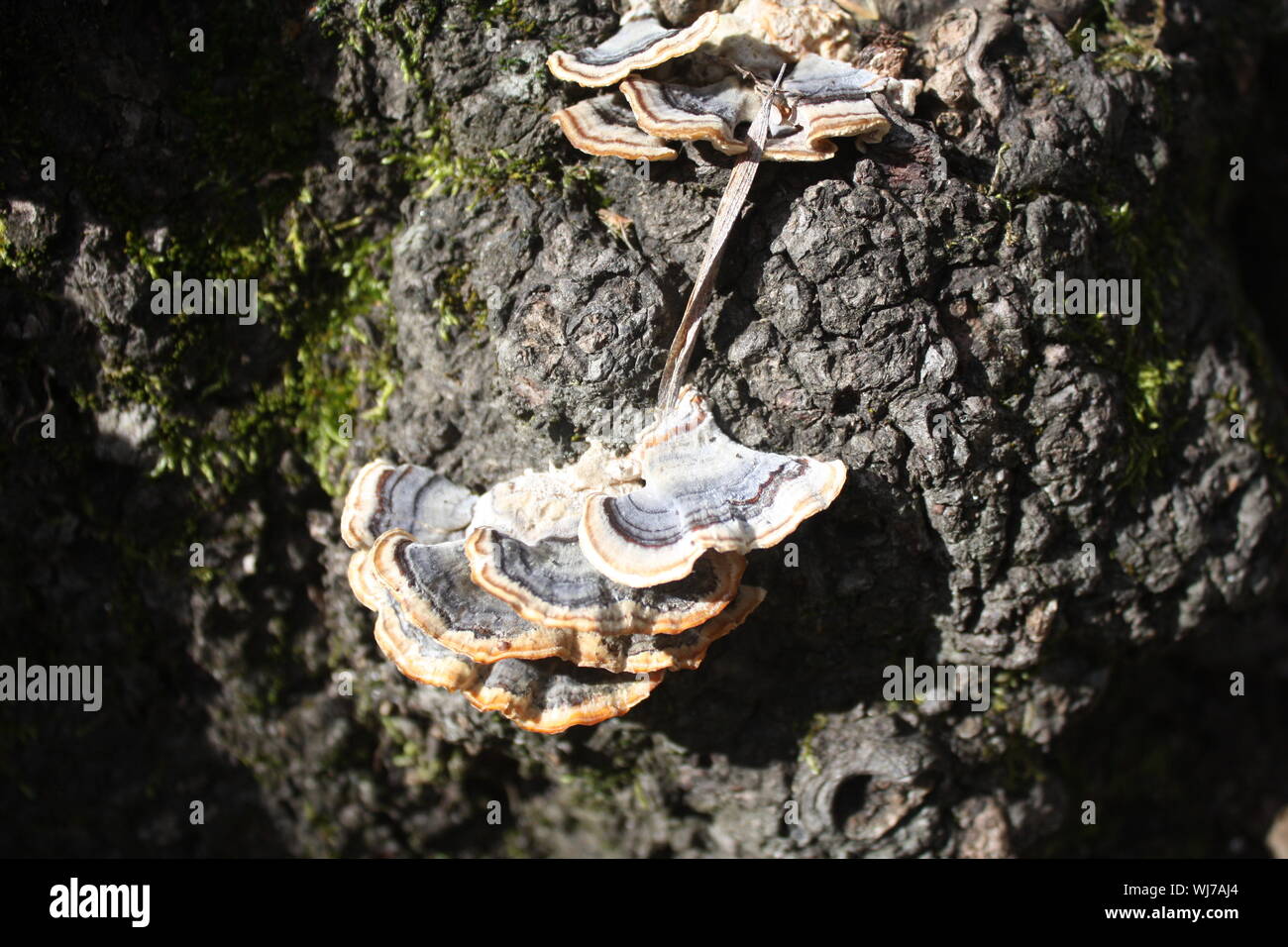 mushrooms on the bark of the tree close-up Stock Photo