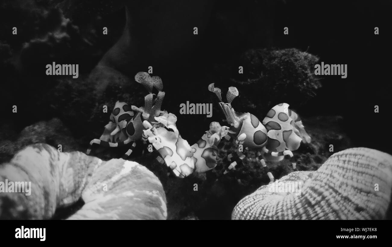 Sea creatures Black and White Stock Photos & Images - Alamy Sea creatures Black and White Stock Photos & Images - Alamy