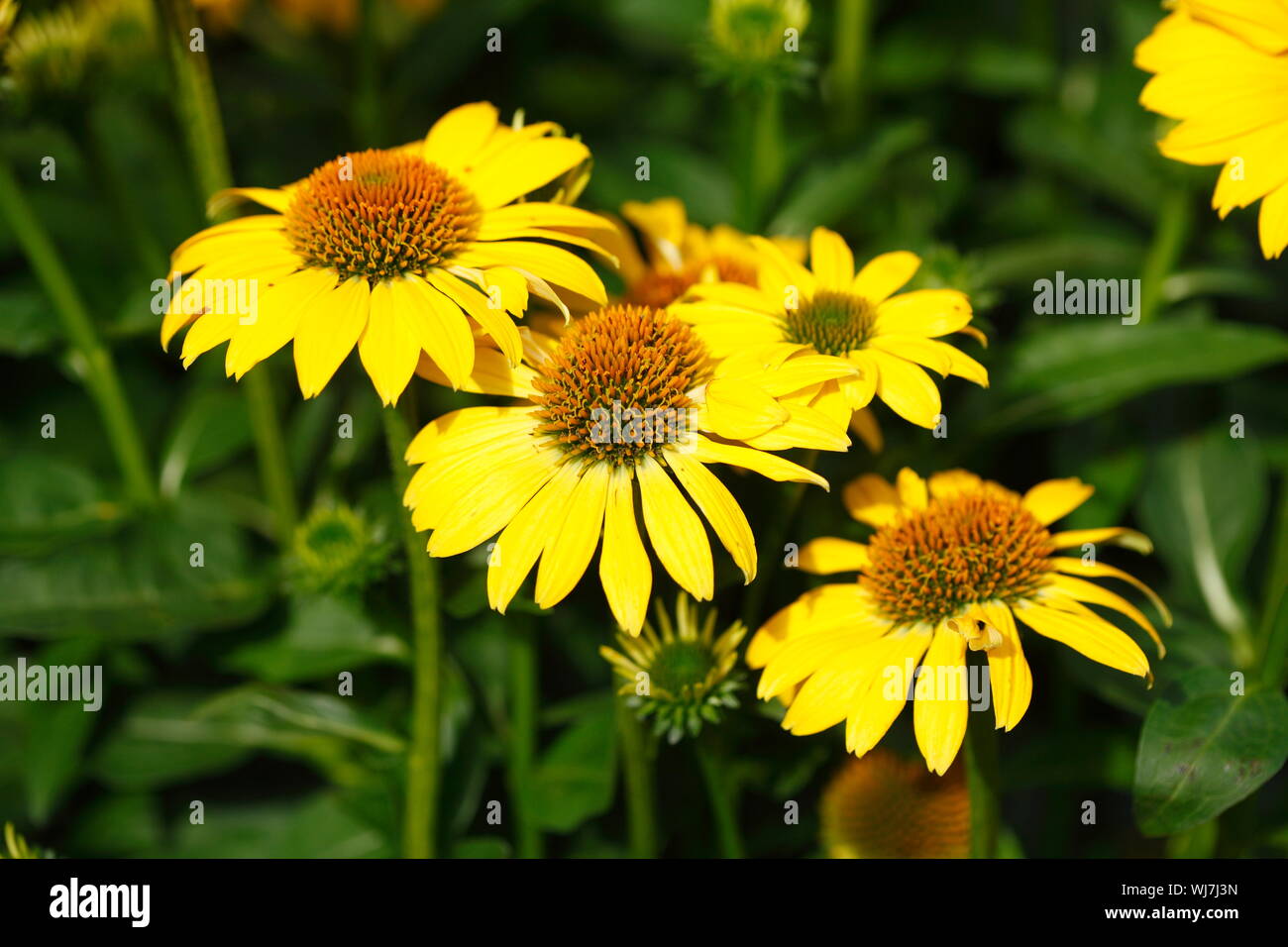 blooming yellow sun hat, flowers, Germany Stock Photo