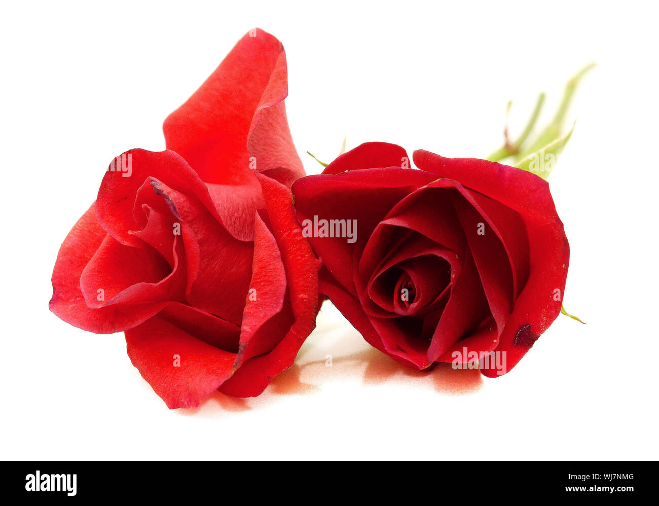 Two beautiful red roses on a white background Stock Photo