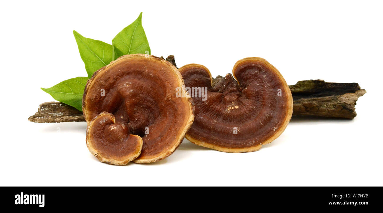 Lingzhi Mushroom Ganoderma Lucidum Isolated on white background Stock Photo