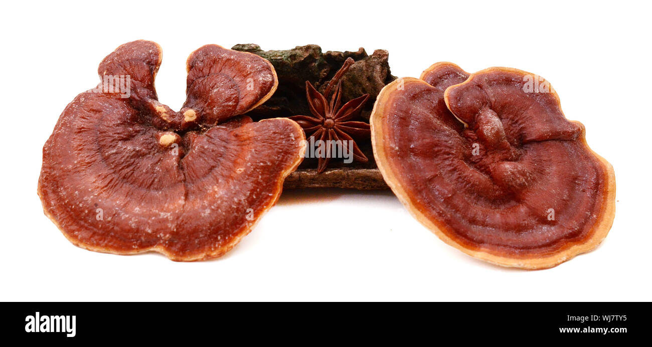 Lingzhi Mushroom Ganoderma Lucidum, Wood, star anise fruit Isolated on white background Stock Photo