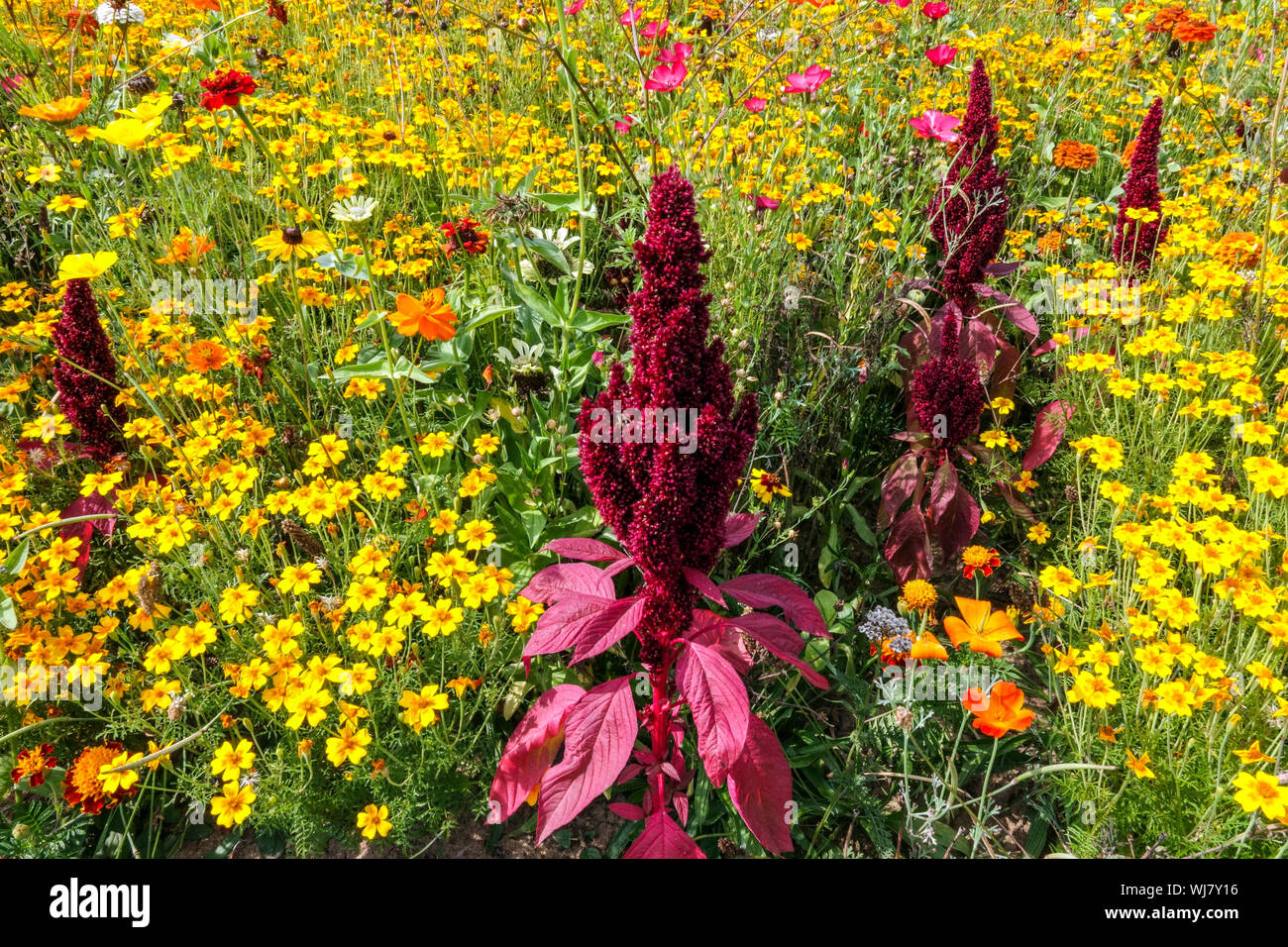 Colorful annual flowers, red amaranth, yellow tagetes marigolds, beautiful summer flowerbed, August, mixed plants Stock Photo