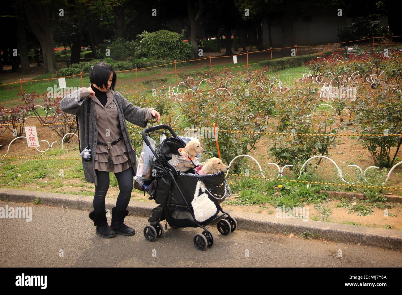 walking dog with baby stroller