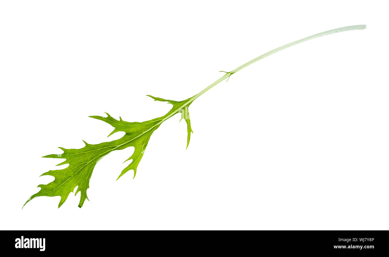 single leaf of mizuna (Japanese leaf cabbage) herb cutout on white background Stock Photo