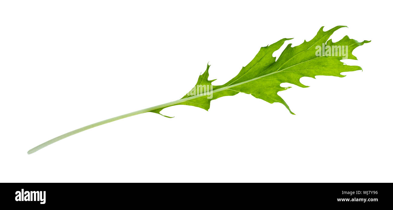 fresh leaf of mizuna (Japanese leaf cabbage) herb cutout on white background Stock Photo