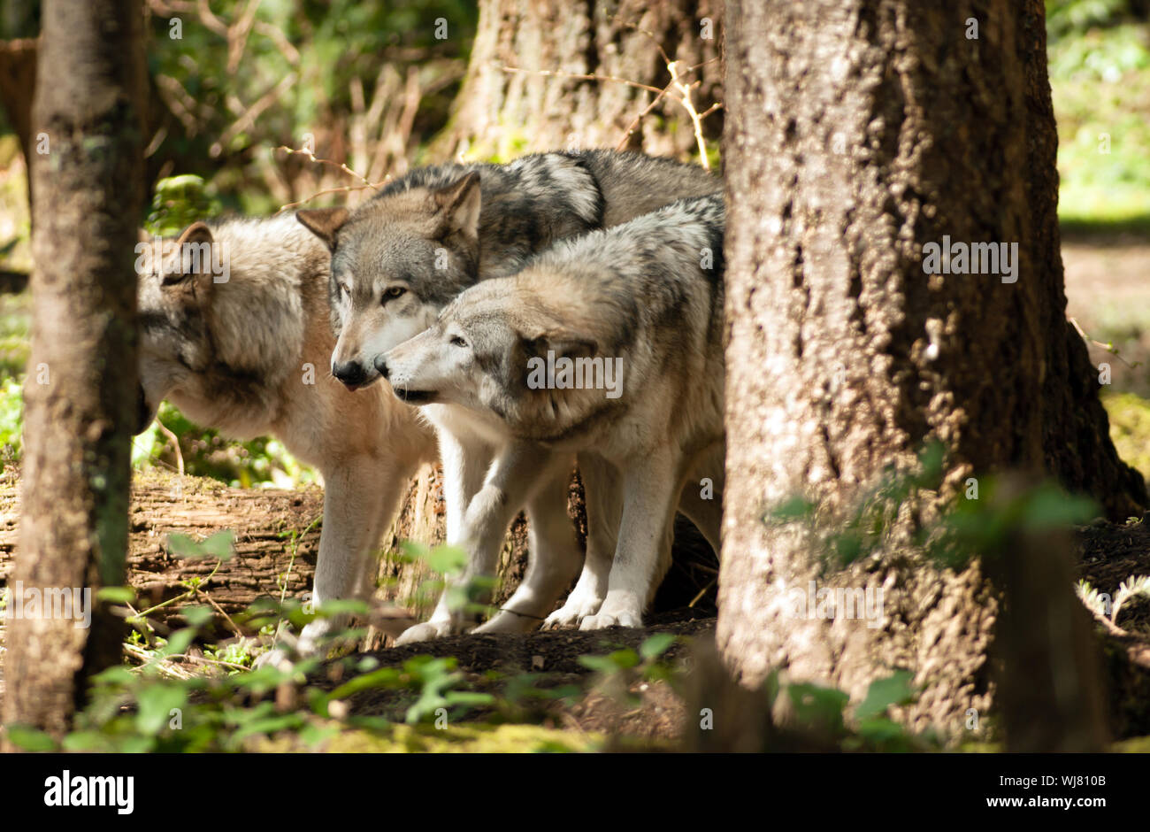Wolves show submissive posture to Alpha Pack Leader Stock Photo