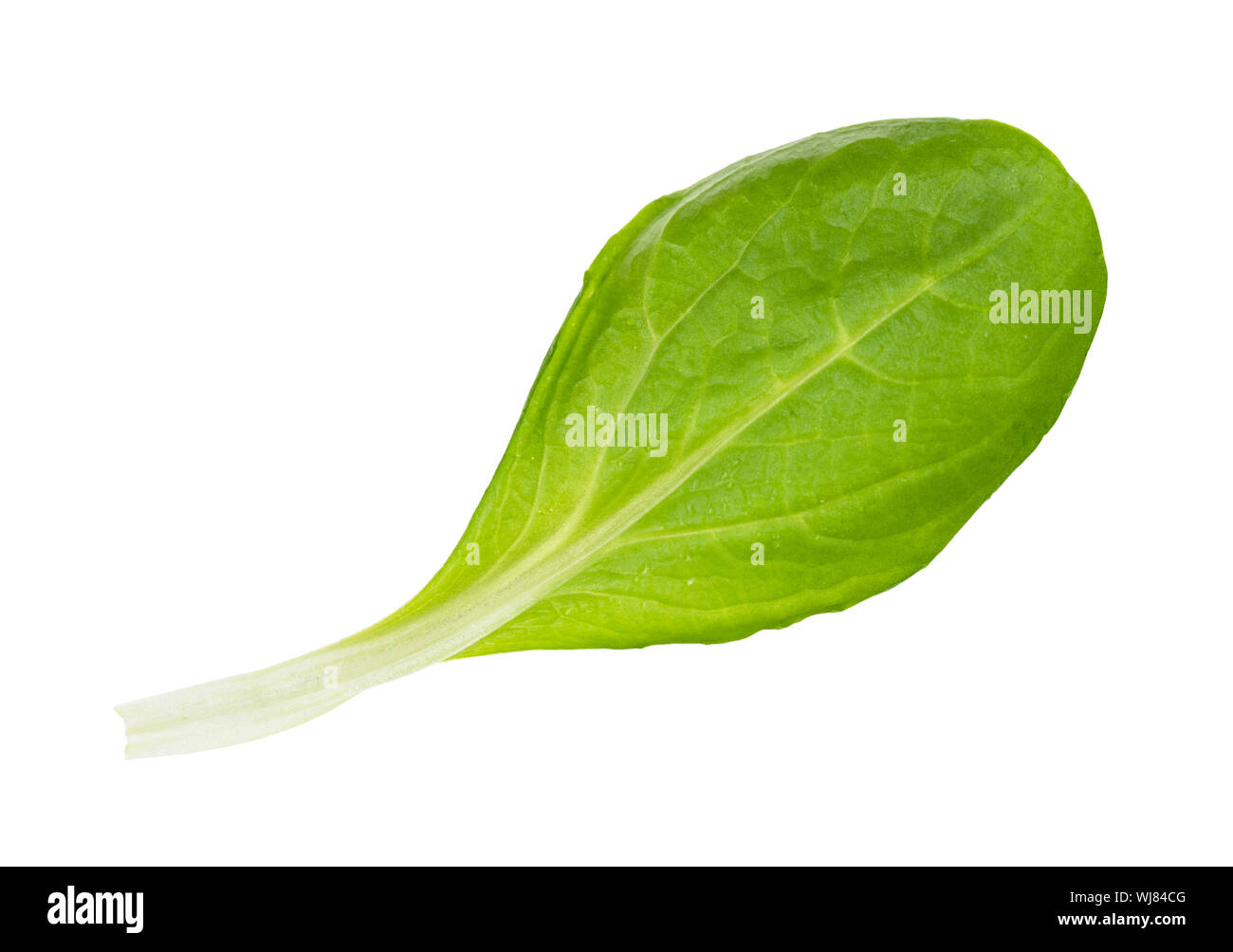single leaf of corn salad (mache) cutout on white background Stock Photo