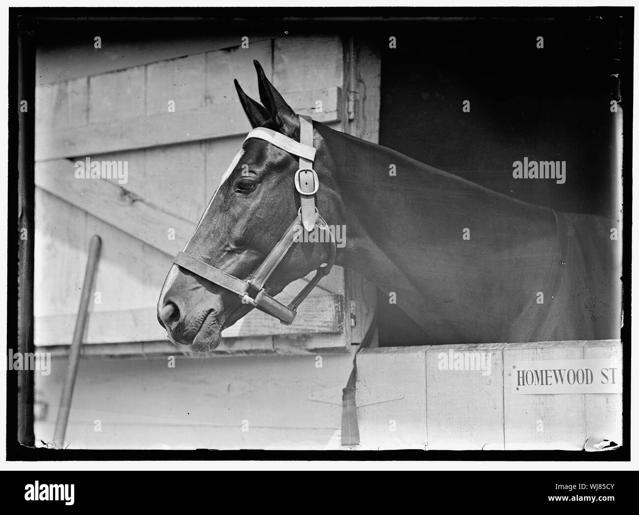 HORSE SHOWS. HORSE IN WASHINGTON HORSE SHOW Stock Photo Alamy