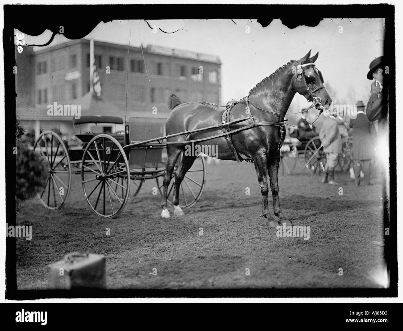 HORSE SHOWS. HORSES Stock Photo Alamy